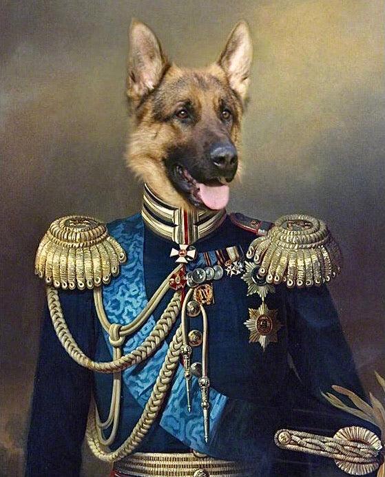 Royal Pet Canvas